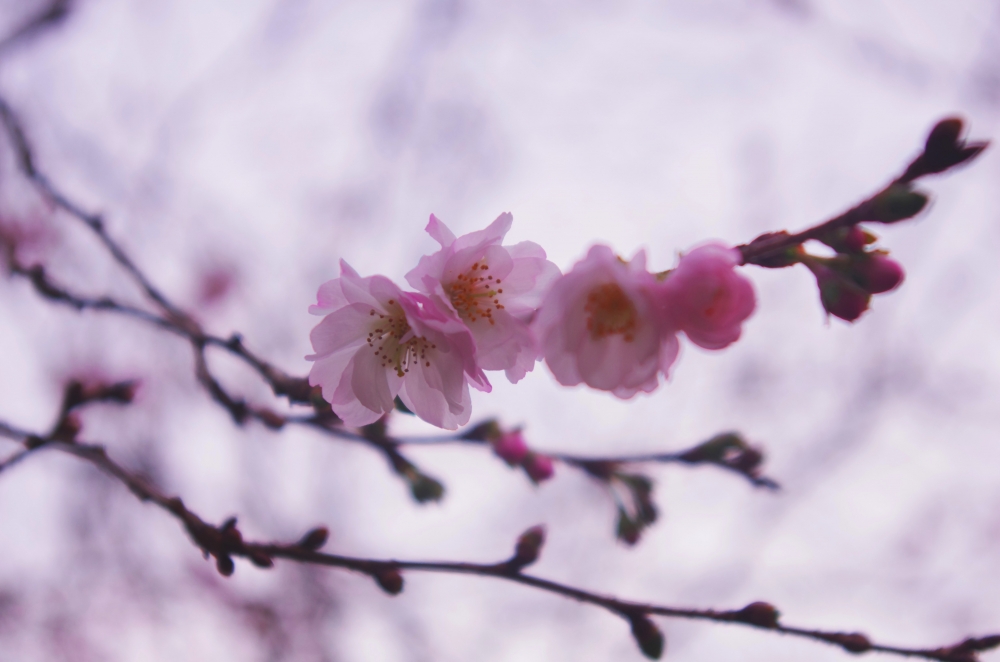不断桜（フダンザクラ）