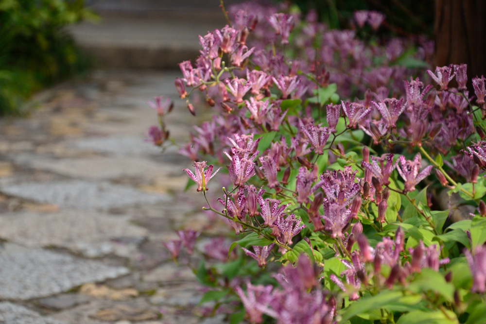 杜鵑草（ホトトギス）
