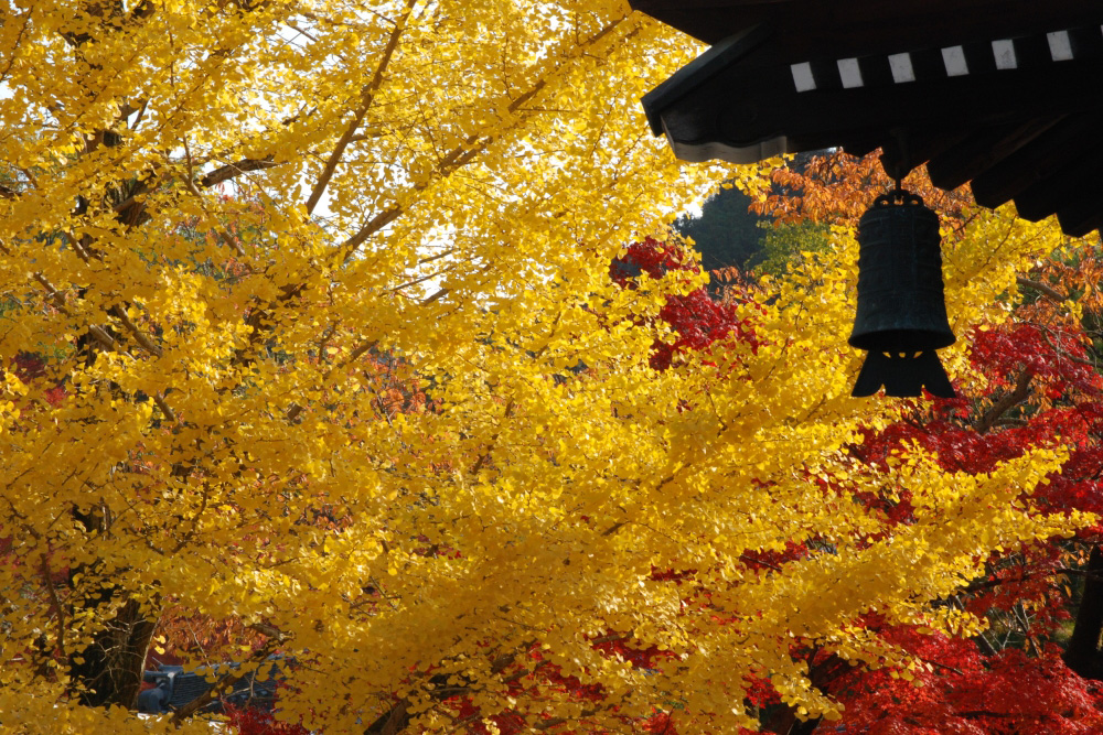 銀杏（イチョウ）