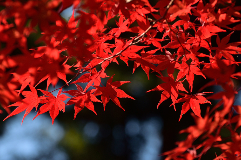 紅葉（モミジ）