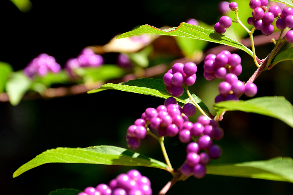 紫式部（ムラサキシキブ）