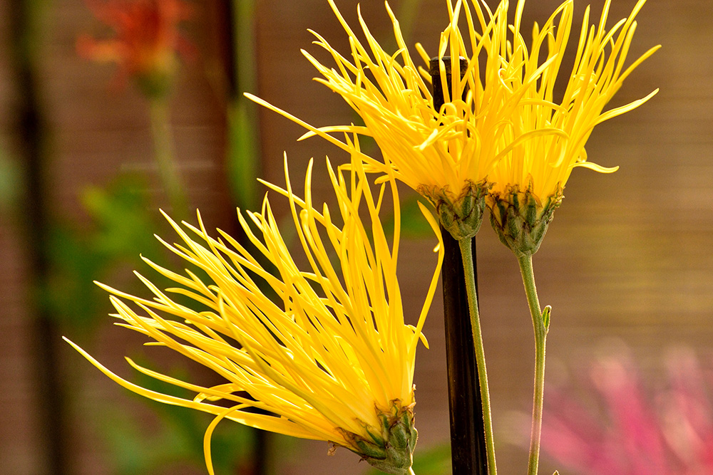 嵯峨菊（サガギク）