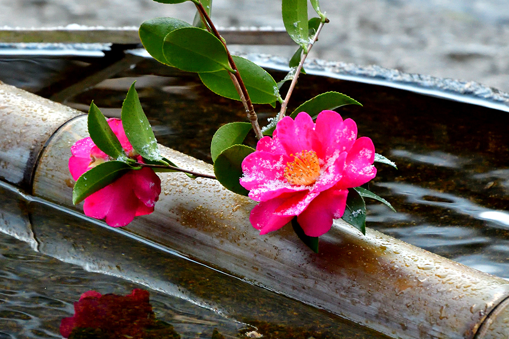 山茶花（サザンカ）