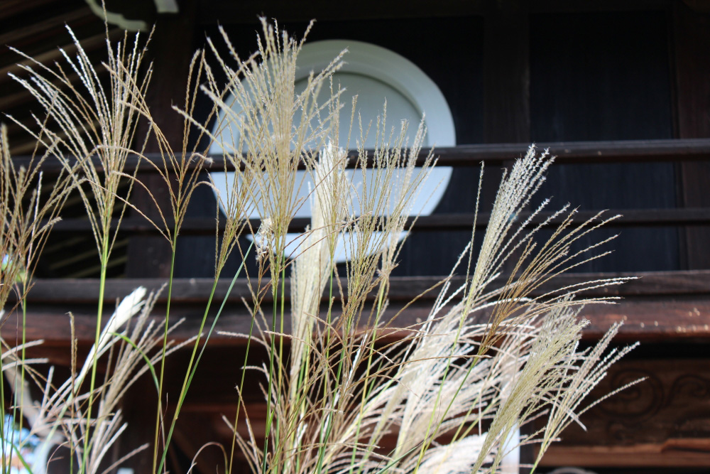 芒（ススキ）