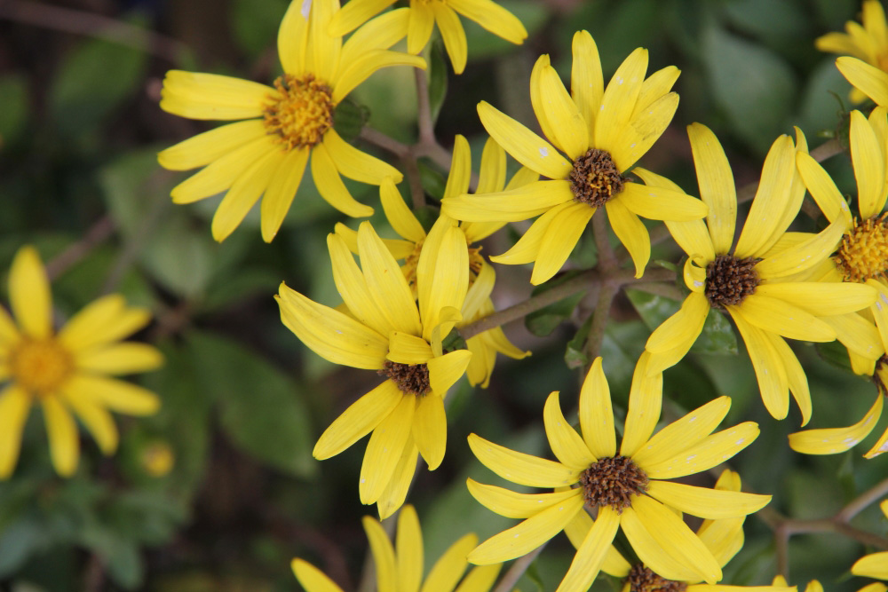 石蕗（ツワブキ）