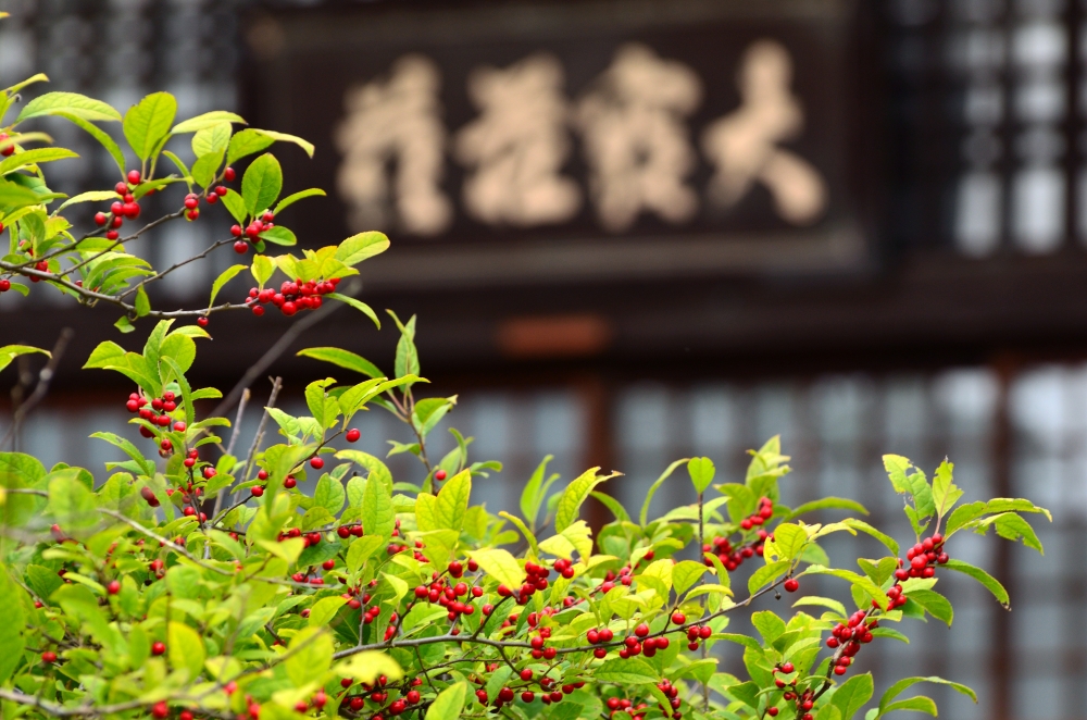 梅擬（ウメモドキ）