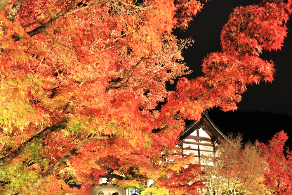 永観堂の紅葉