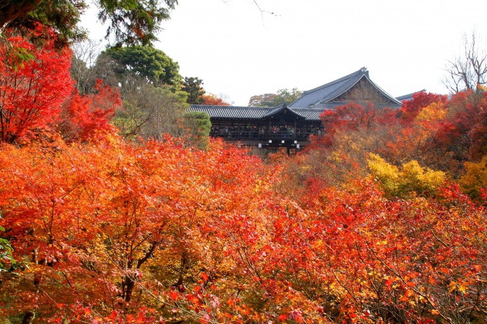東福寺の紅葉