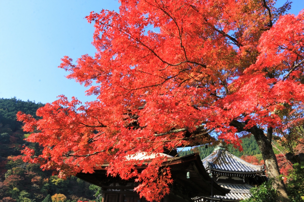 善峯寺の紅葉