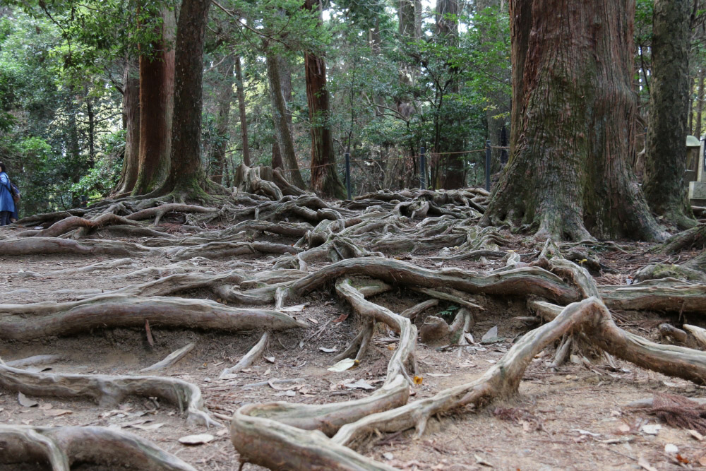 木の根道