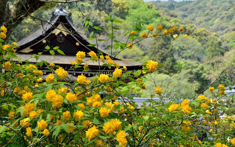 松尾大社　山吹まつり