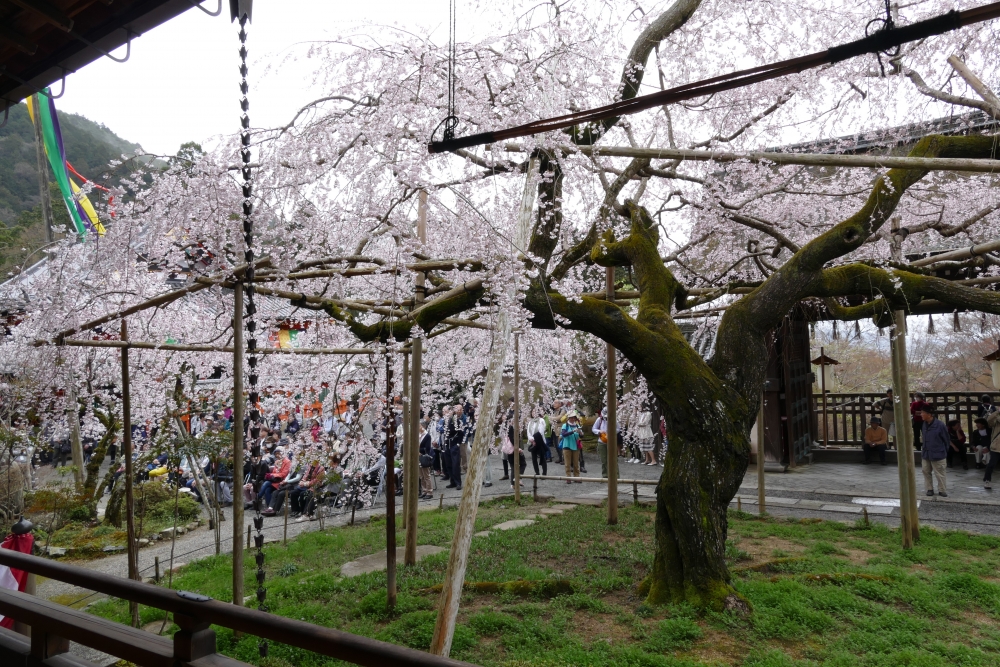 毘沙門堂の桜