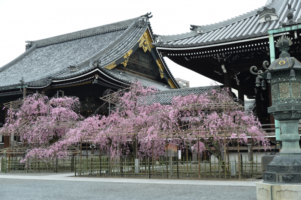 佛光寺の桜