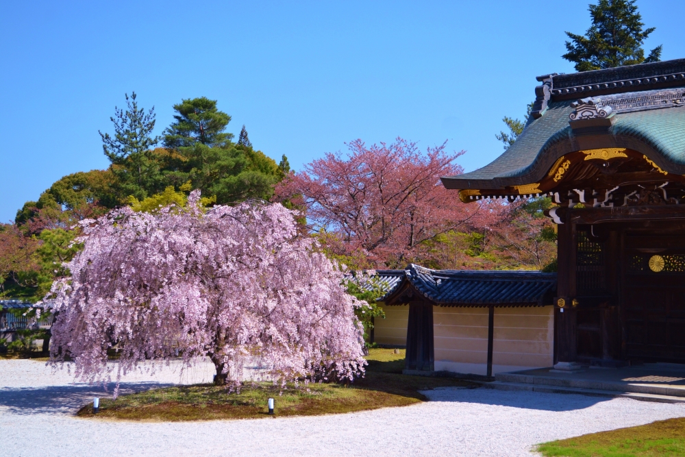 大覚寺の桜