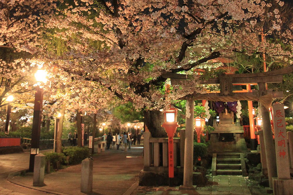 祇園白川の桜
