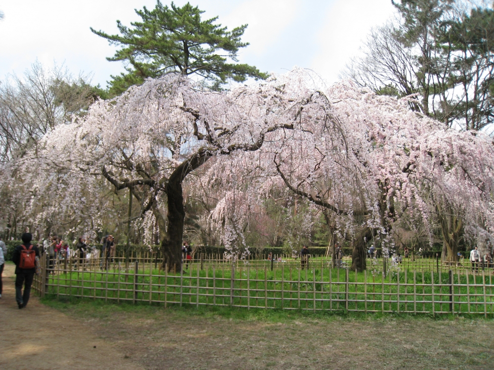 京都御苑の桜