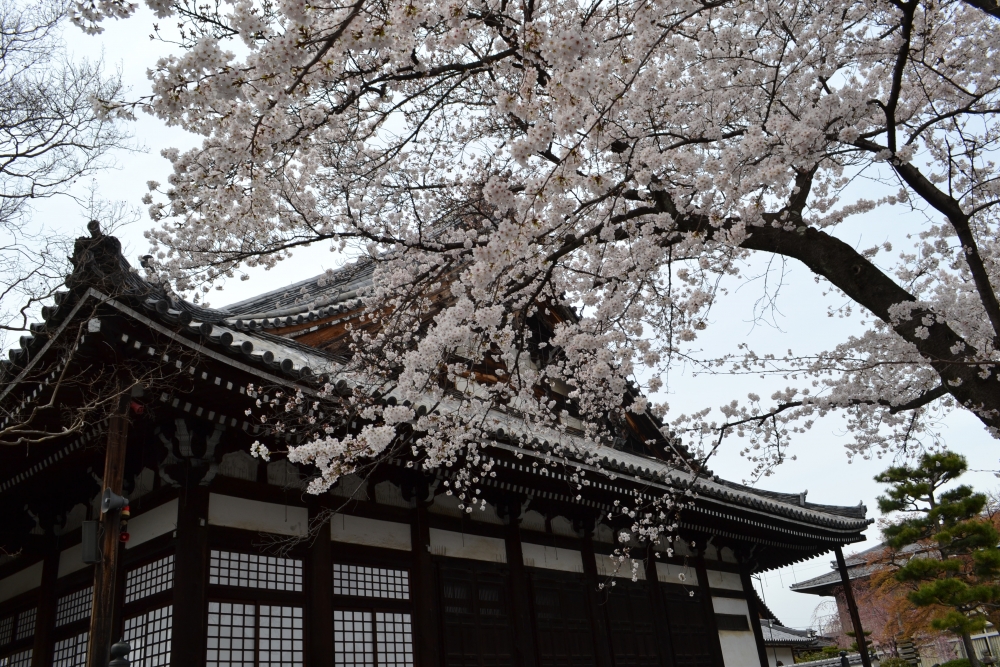 本隆寺の桜