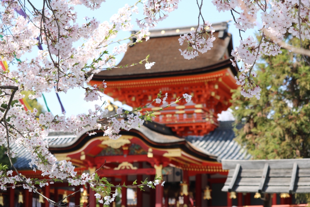 石清水八幡宮の桜