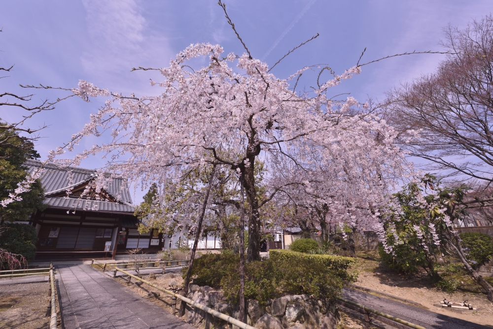 上品蓮台寺の桜