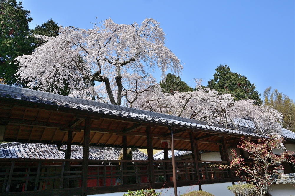 十輪寺の桜