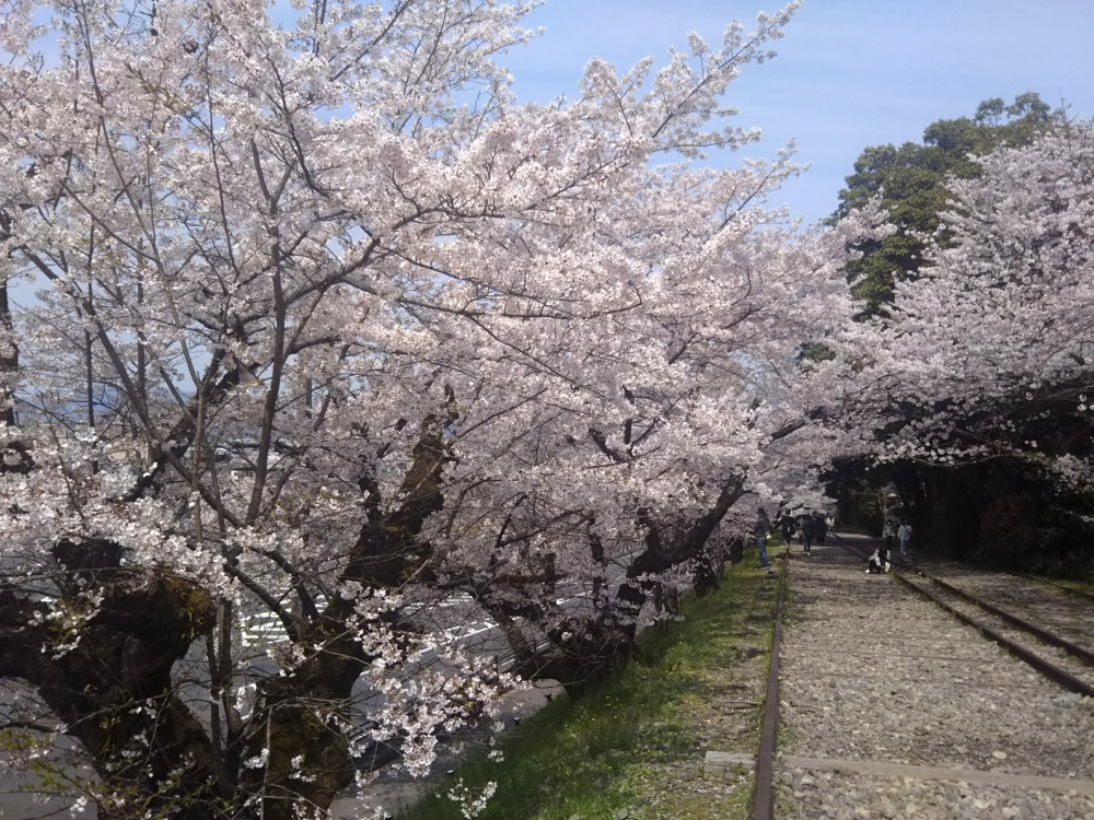 蹴上インクラインの桜