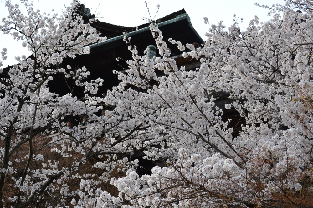 清水寺の桜