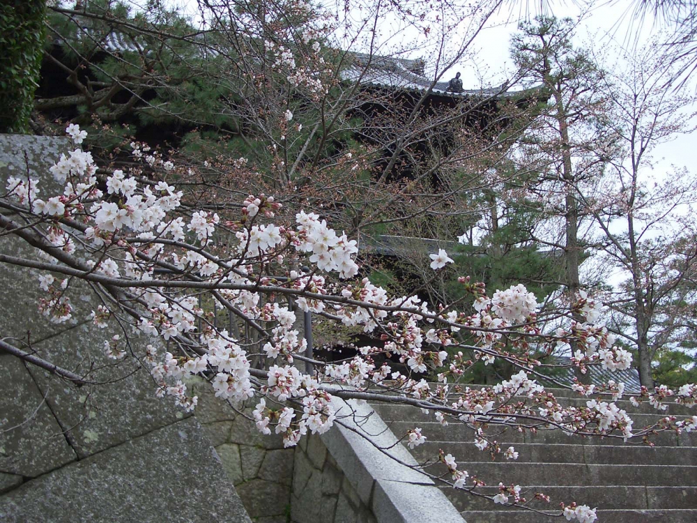 金戒光明寺の桜