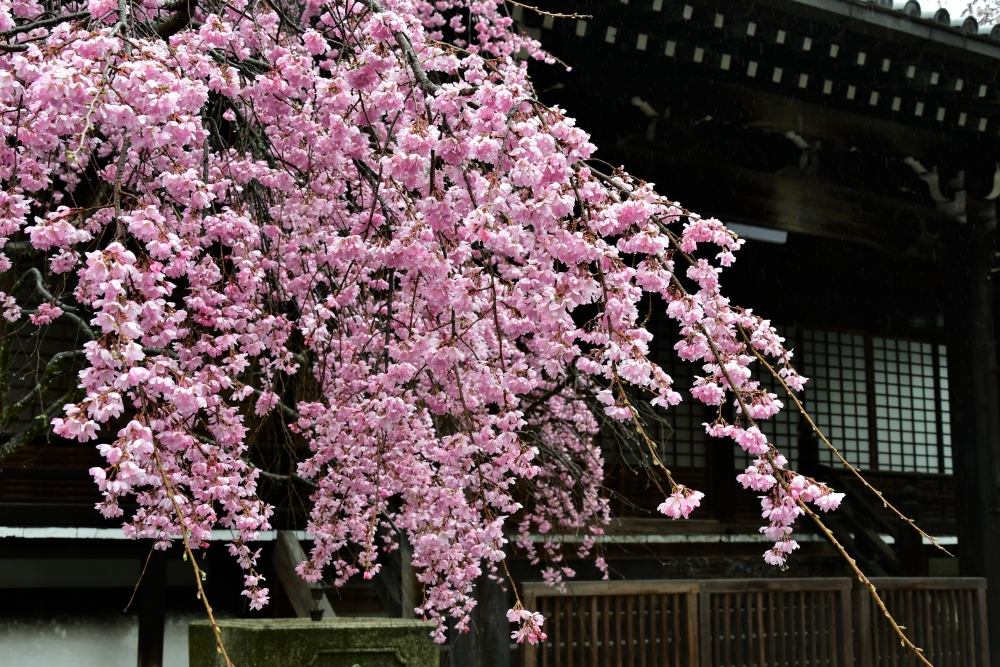 妙満寺の桜
