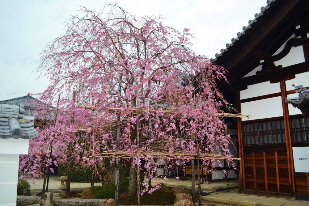 妙蓮寺の桜