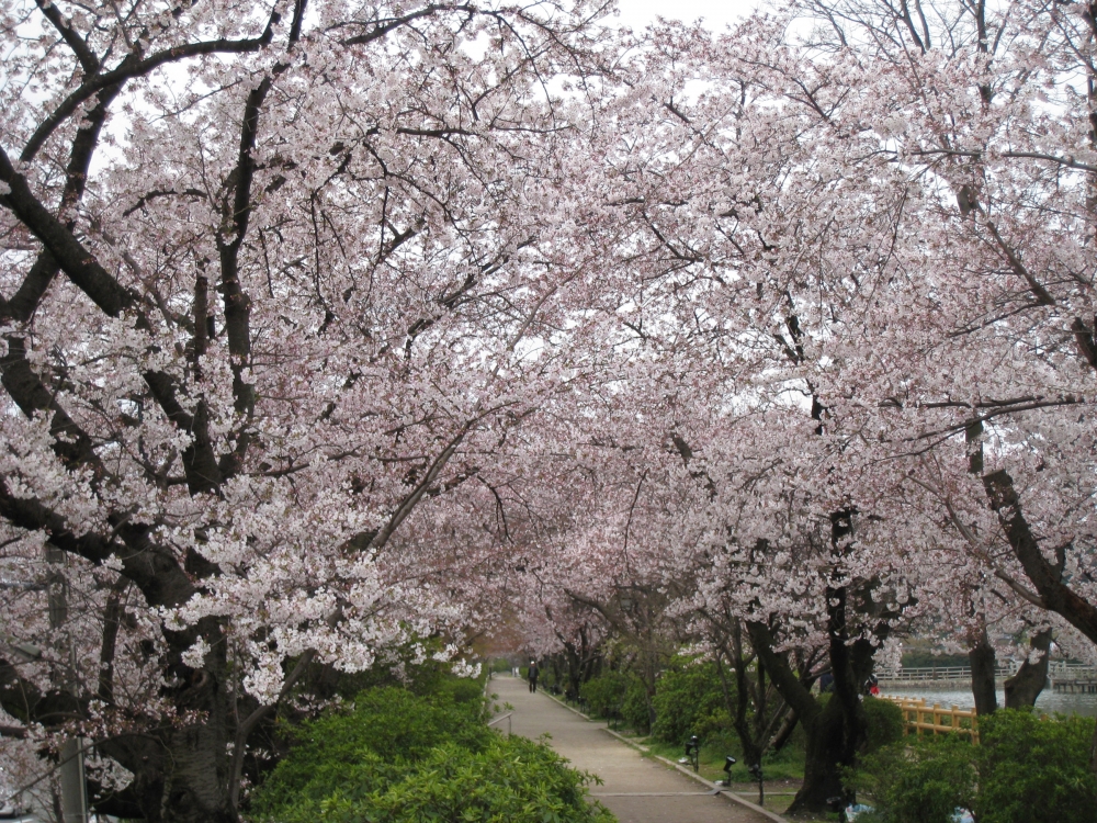 長岡天満宮の桜