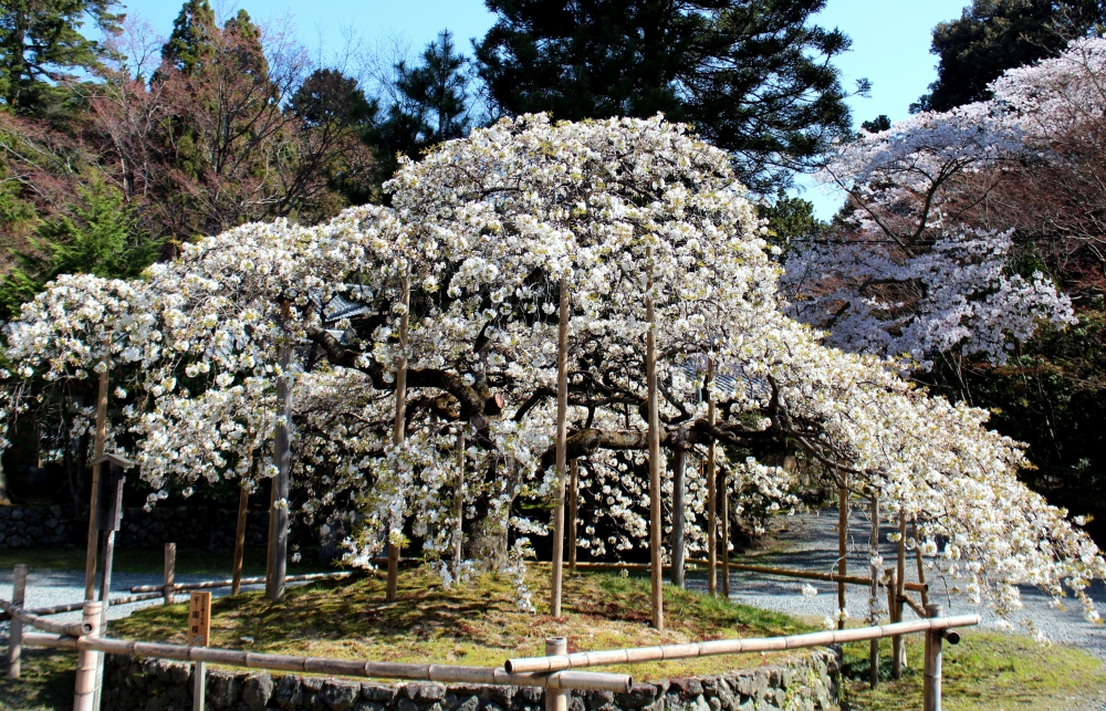 大原野神社の桜