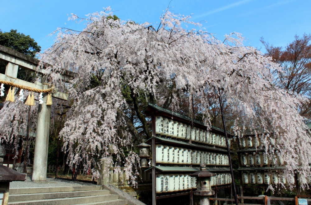 大石神社の桜