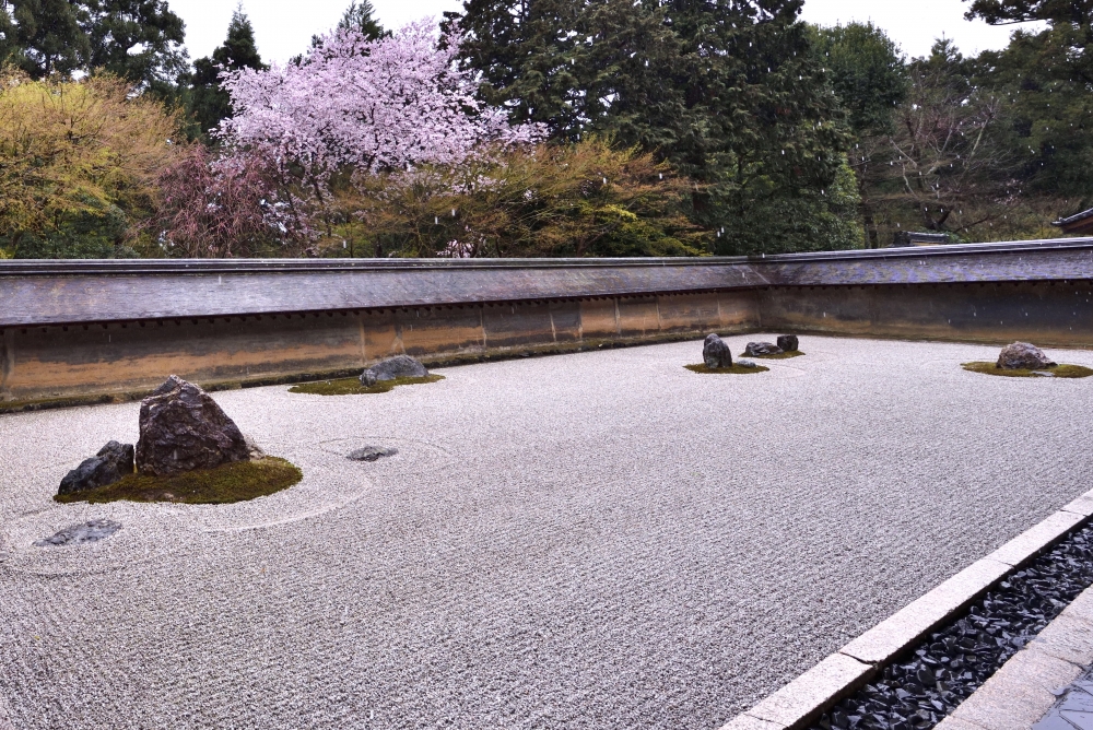 龍安寺の桜