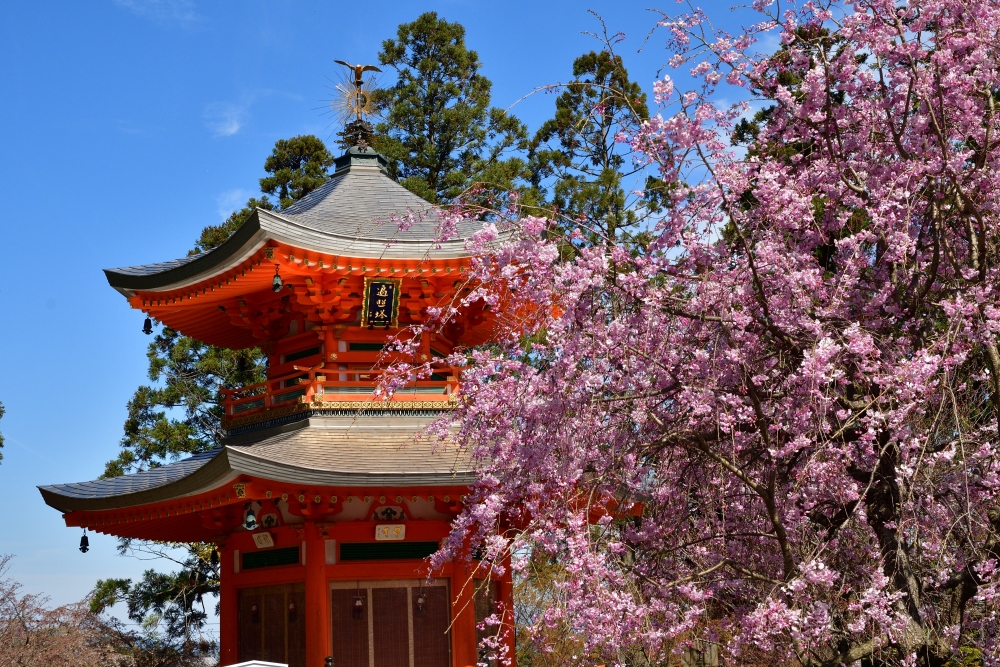 正法寺の桜