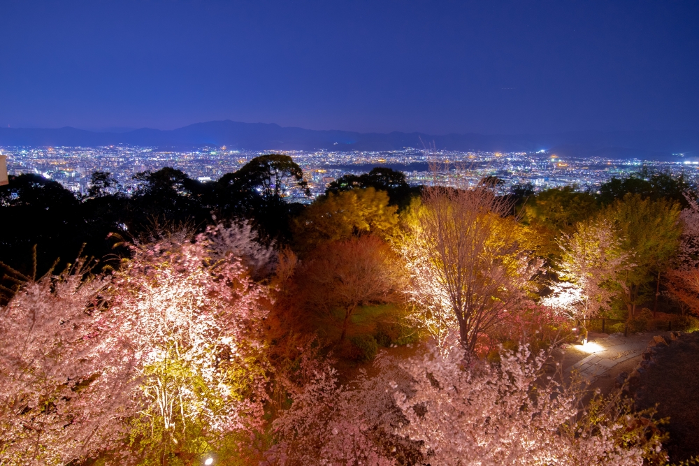 将軍塚青龍殿の桜