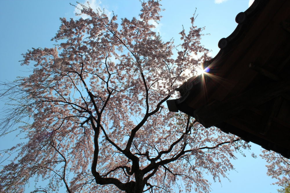 勝持寺の桜