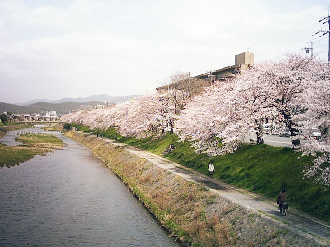 高野川の桜