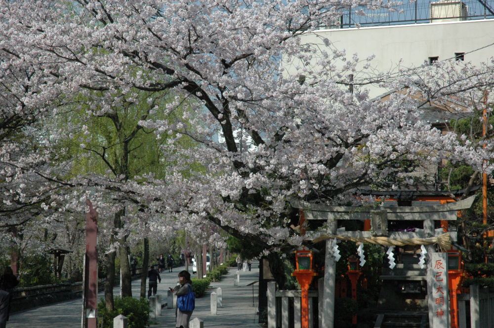 辰巳大明神の桜