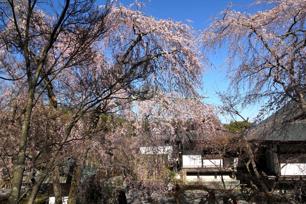 天龍寺の桜