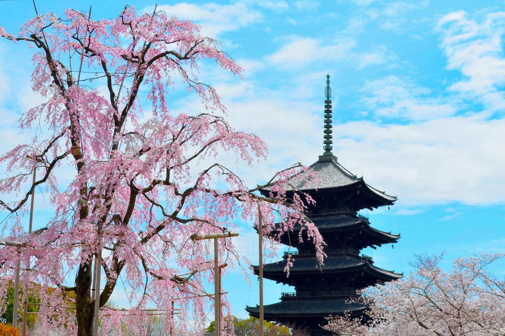 東寺の桜