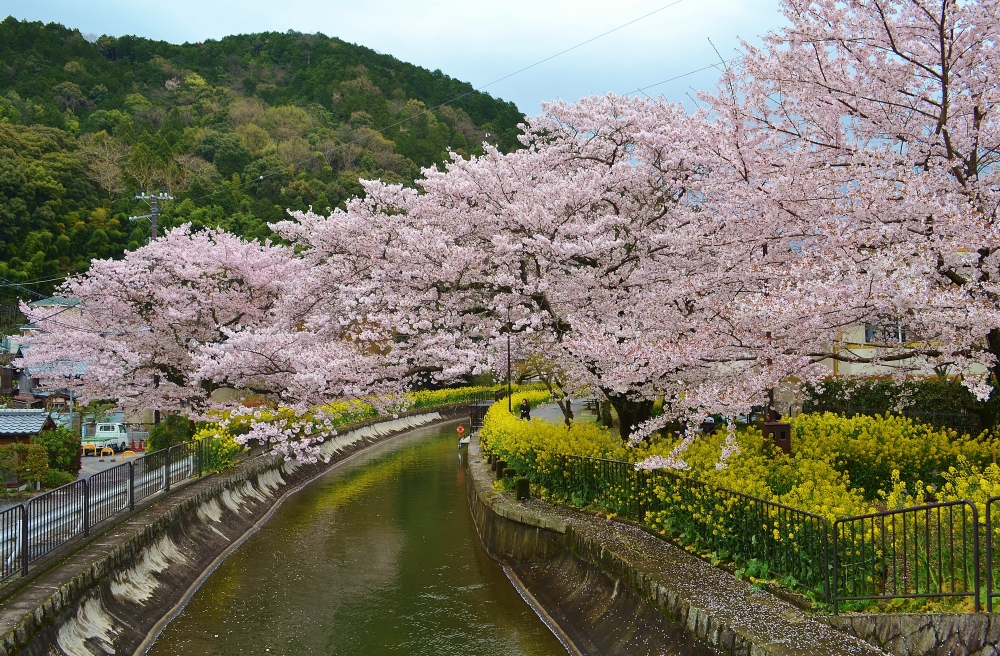 山科疏水の桜