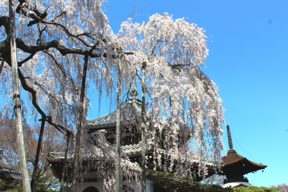 善峯寺の桜