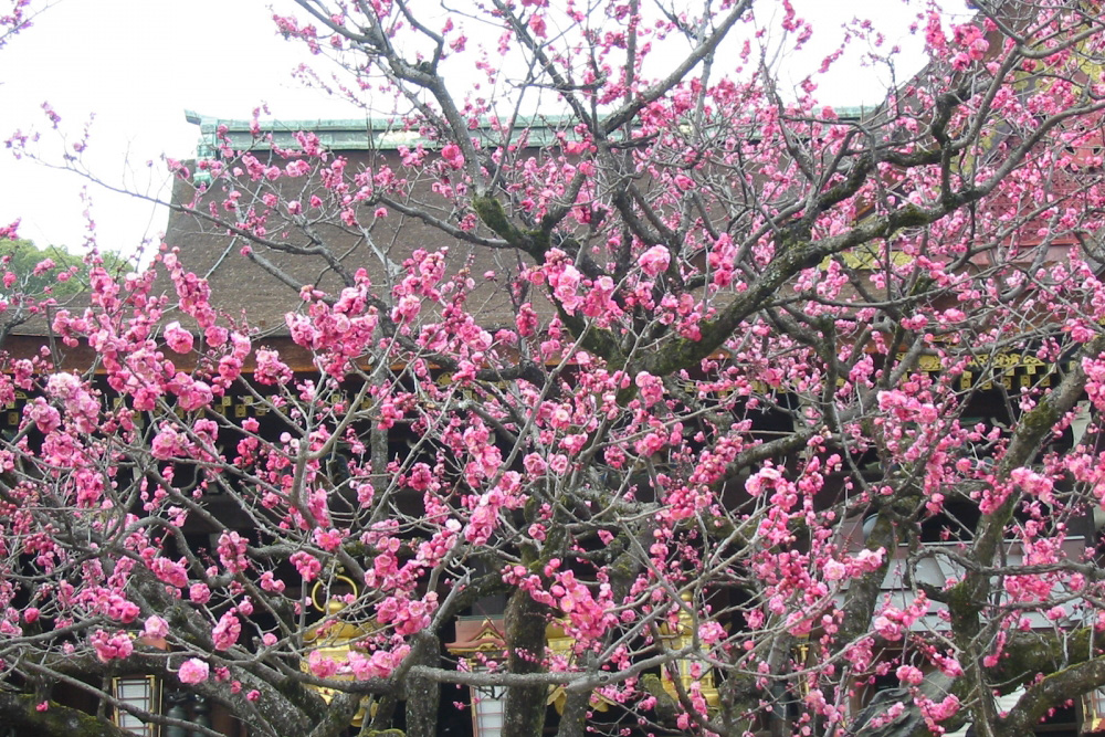 北野天満宮の梅