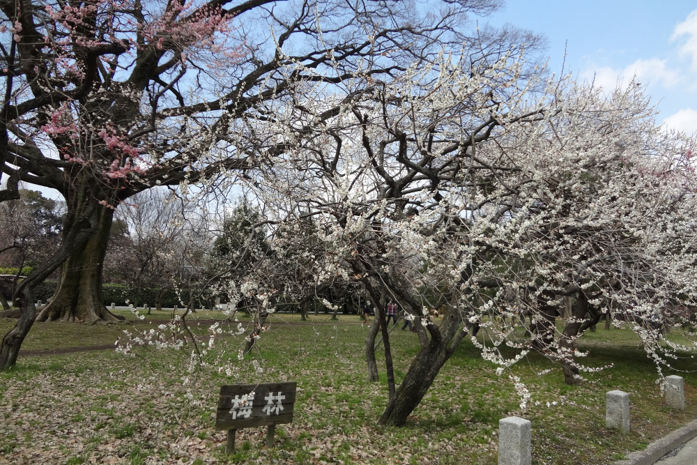 京都御苑の梅