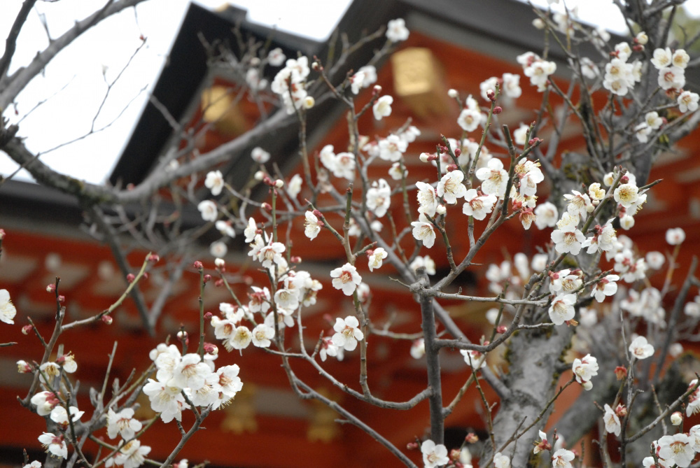 長岡天満宮の梅
