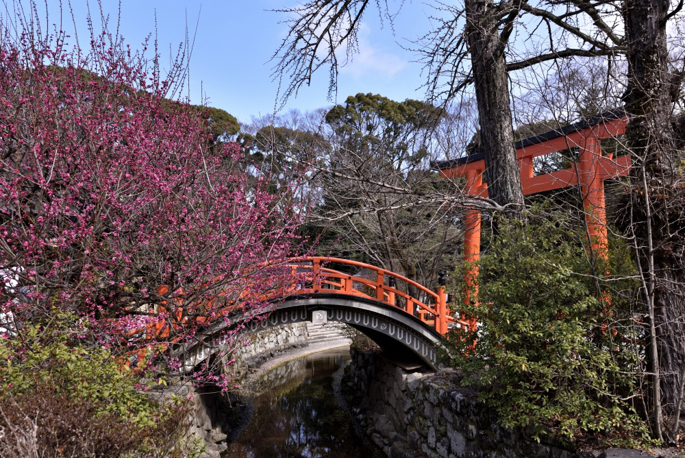 下鴨神社の梅