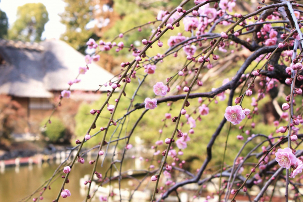 梅宮大社の梅