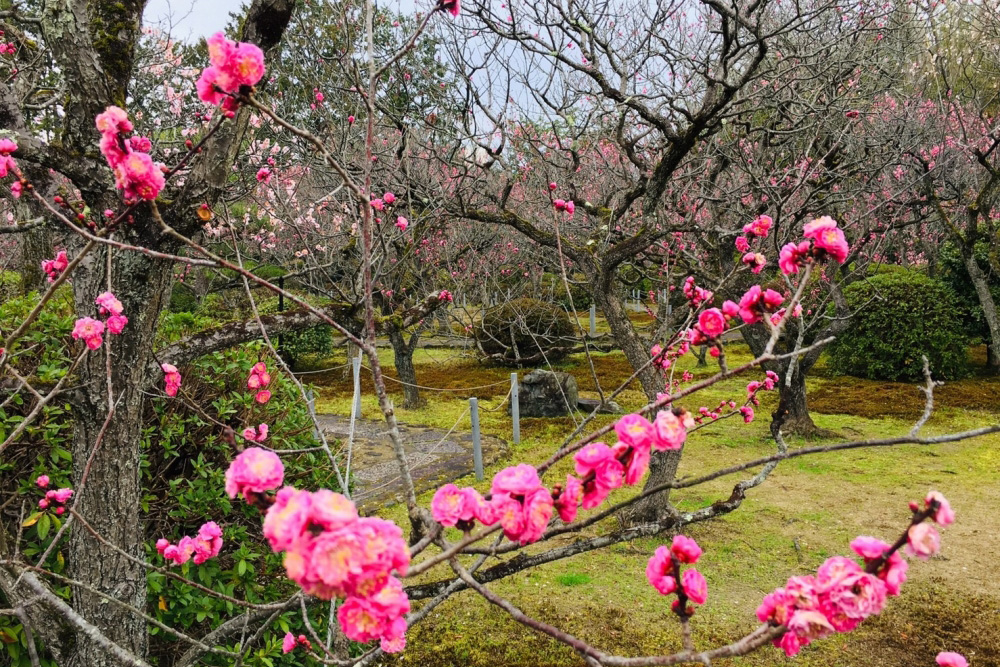 随心院の梅