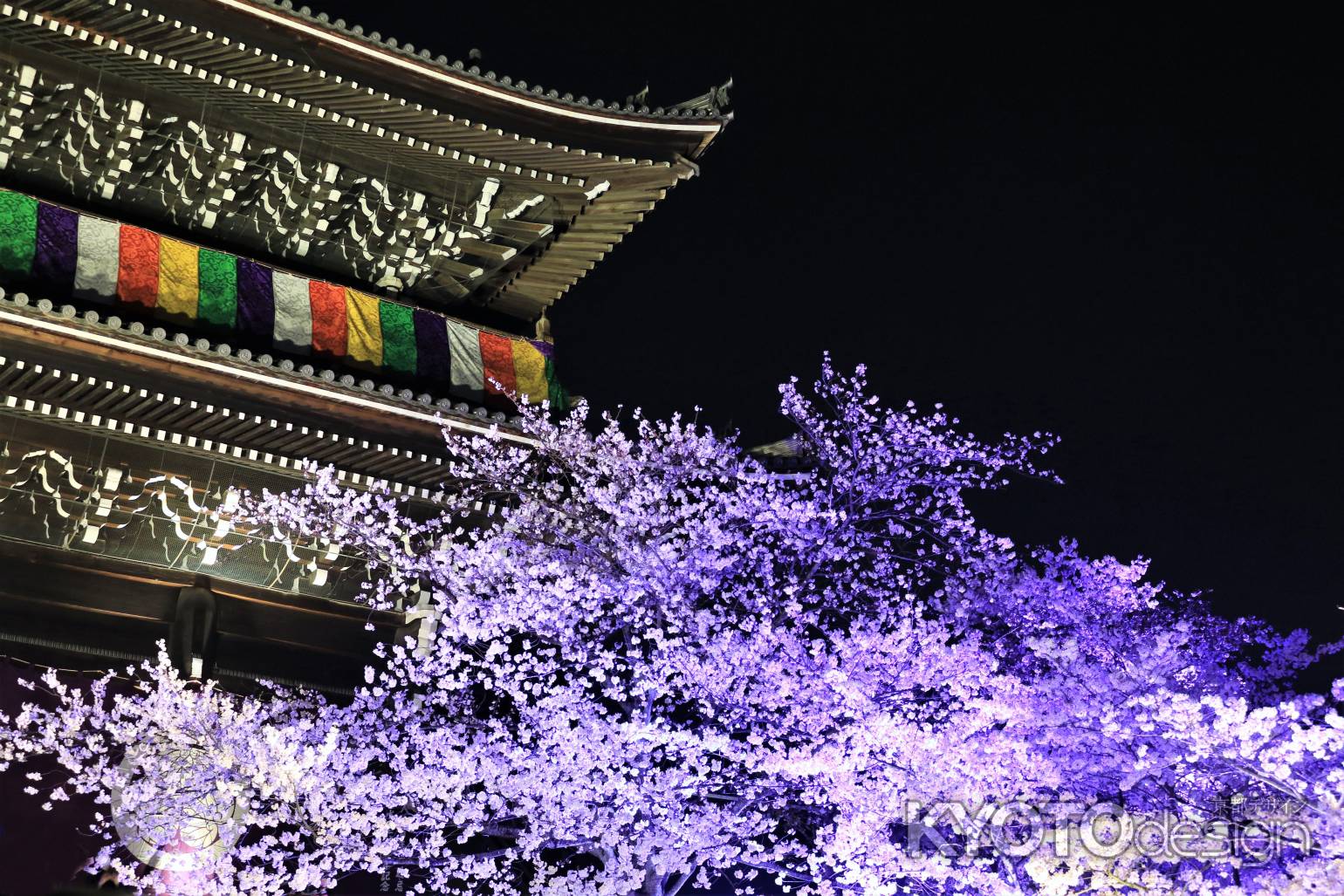 知恩院三門の桜ライトアップ2019