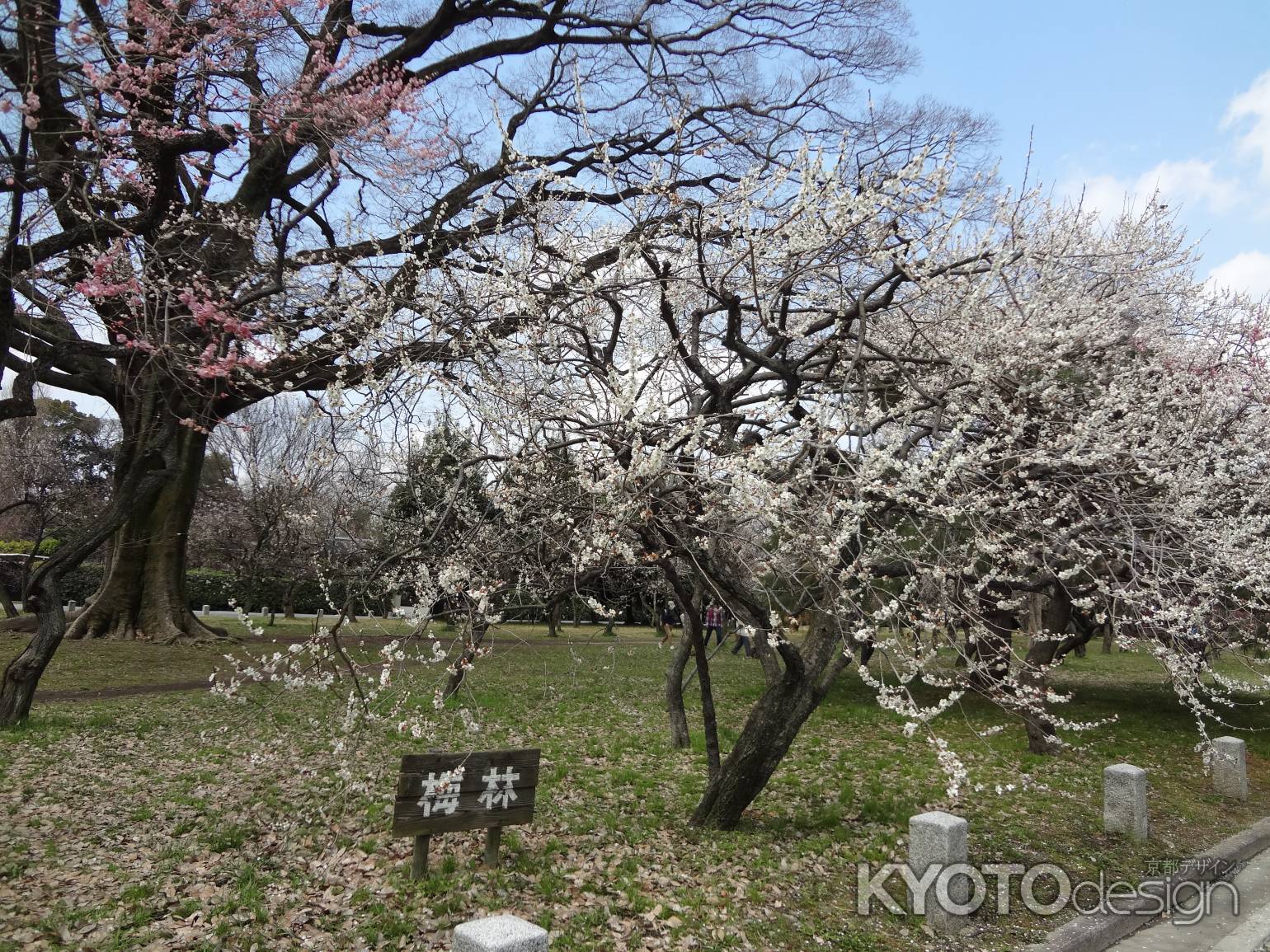 京都御苑 梅林